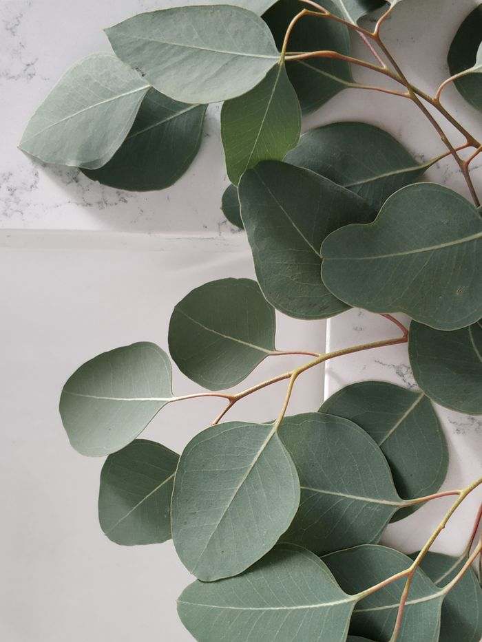 Macro photograph of eucalyptus leaves.
