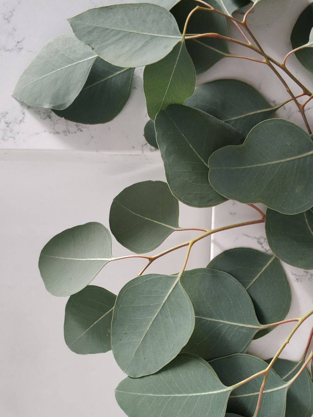 Macro photograph of eucalyptus leaves used as a sourced botanical active.